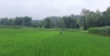 Sản xuất lúa vụ Đông xuân năm 2021 - 2022 tại huyện Quảng Hòa