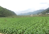 Tình hình sản xuất vụ đông xuân năm 2021-2022 huyện Trùng Khánh
